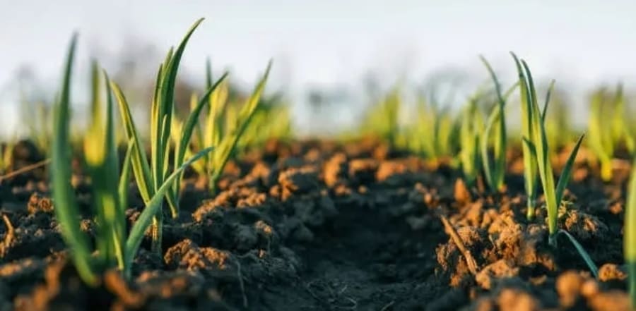 Aluminum Sulphate for Horticulture and Agriculture